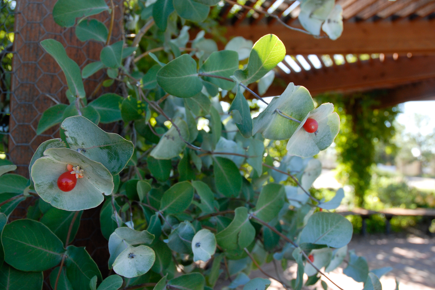 Kintzley's Ghost Honeysuckle